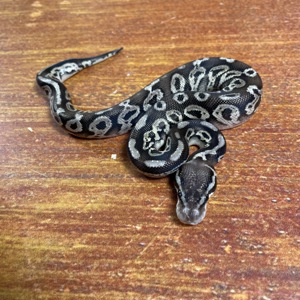 1,0 Black Pewter doppelhet. Desert Ghost +Piebald, NZ 24