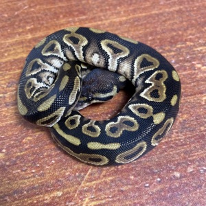 0,1 Black Pastel het. Desert Ghost +Piebald