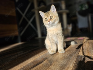 BKH Kitten mit Stammbaum 