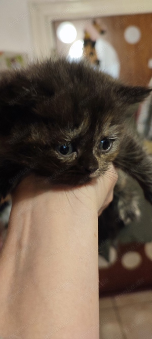 britisch reinrassige kitten abholbereit Schnee blaue Augen 