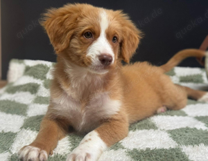 Nova Scotia Duck Tolling Retriever in verantwortungsvollen abzugeben