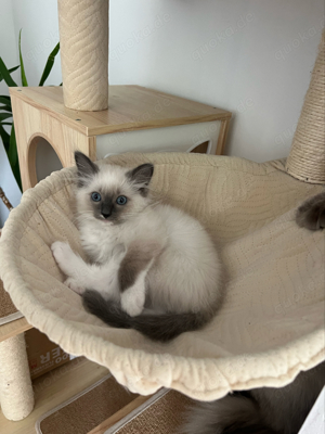 Ragdoll Kitten