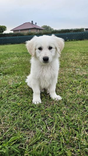 Golden Retriever- Weißer schweizer Schäferhund Welpen