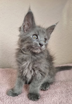 Maine Coon XXL Katerchen abgabebereit