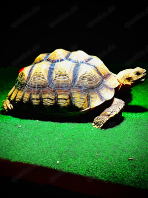 1.0 Centrochelys Sulcata 