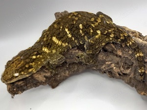 0.1 Rhacodactylus leachianus Mt Koghis 