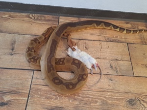 Boa Constrictor Imperator Hypo Jungle Supertail 1.0