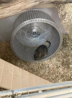 2 Degu-Weibchen inkl. Zubehör zu verschenken