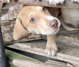 Koby sucht sein warmes Körbchen