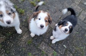 3 Süße Aussie Collie Welpen