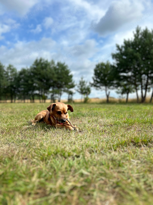 hund sucht beues zuhause