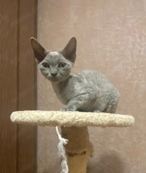 Devon Rex Manlich 