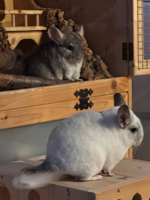 Chinchillas abzugeben