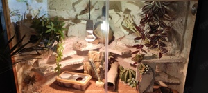 Terrarium Eckeschrank mit 5 Tieren 