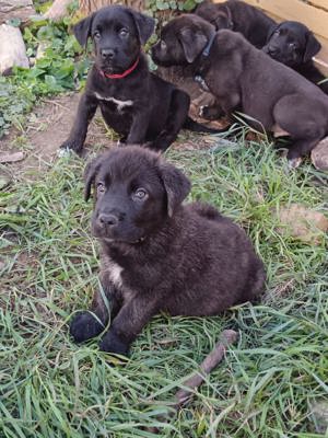 Labrador Mix baby's 2 Rüden suchen ein Zuhause. 