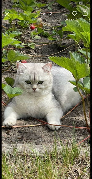 Weisse BKH Birma Chinchilla  Katze 1.5 Jahre 