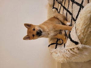 Shiba Inu Welpen