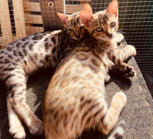 3 kleine Bengalkitten suchen ein schönes zu Hause