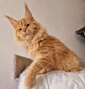 Süße Maine Coon Kätzchen