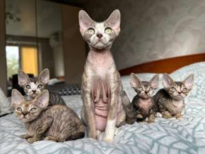 4 süße, wundervolle Kätzchen (Devon Rex) suchen ein liebevolles Zuhause für immer!