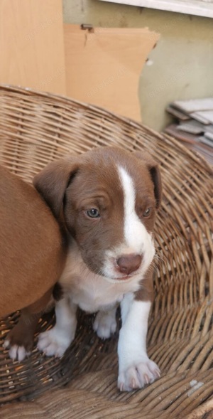 labrador+pitbull