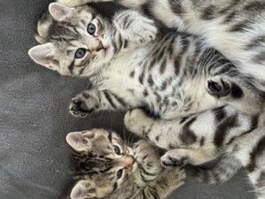 Kitten Britisches  Kurzhaar  Bengal Mischung