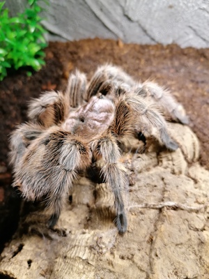 Vogelspinne Grammostola Porteri Weibchen adult sucht neues Zuhause. 