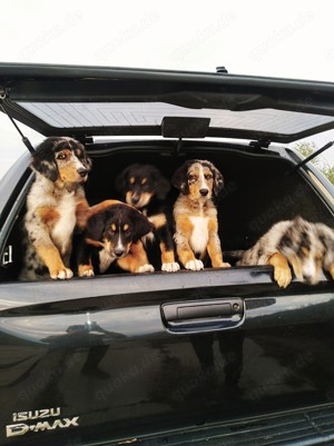 Berner Sheperds ( Hybridhunderasse Aussie   Berner Sennenhund)