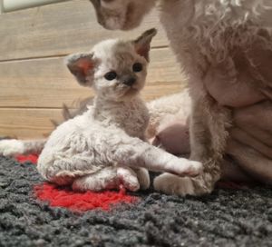  Devon Rex Kätzchen mit Stammbaum können Anfang November im Alter von 12 Wochen umziehen umziehen 