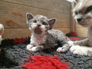  Devon Rex Kätzchen mit Stammbaum können Anfang November im Alter von 12 Wochen umziehen umziehen 