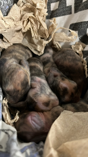 zwergkaninchen babys