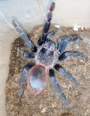 H. Villosella Weibchen, L. Sazimai Weibchen, D. Pentaloris 2cm KL Vogelspinnen. 