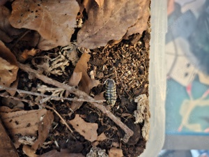 Zuchtbox Zierasseln (Porcellio Ornatus und Magic potion)