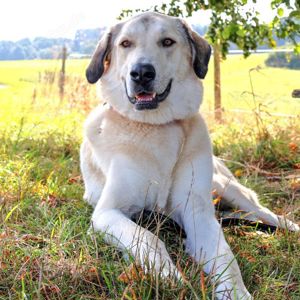 Zimtschnecke- 4 Jahre- Kangal-Mix- Tierhilfe Franken e.V.