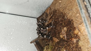 Acanthoscurria geniculata adult