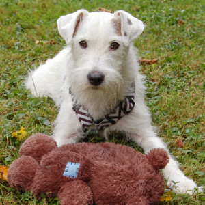 White Snoop, 10 Jahre - Parson Russel Terrier - Tierhilfe Franken e.V.