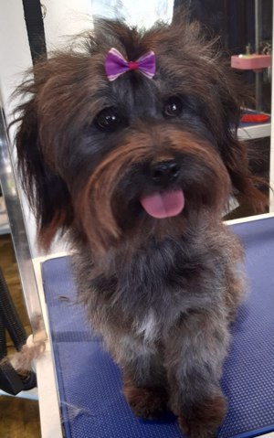 Shih Tzu Mix Hündin 8Mon 7kg Anfängerhund Ausreise nach Adoption VIDEO