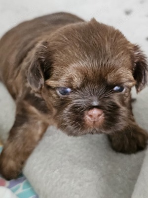 Reinrassige Shih Tzu Mädchen 