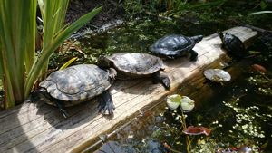 Wasserschildkröte abzugeben