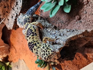 Leopardgecko mit Terrarium 