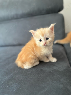 Maine Coon Mischling