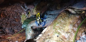 Dendrobates tinctorius nominat 