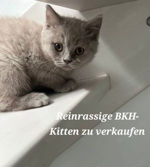 Reinrassiger BKH- Kitten... Nur noch EINER