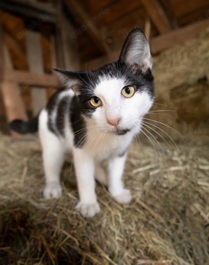 Katzen abzugeben 