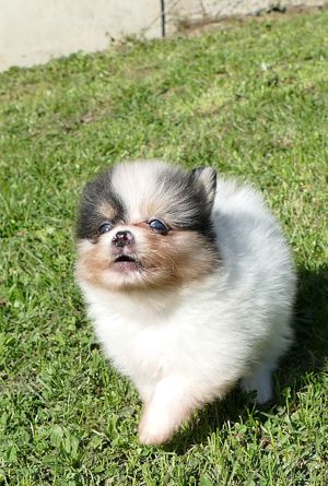 Zuckersüsse Zwergspitz Pomeranian Buben in außergewöhnlichen Farben