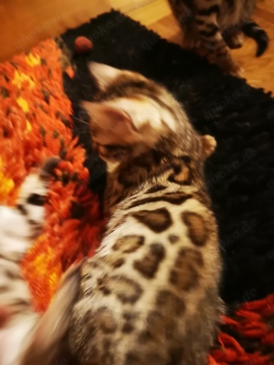 Bengal Kitten mit Stammbaum M  W Eltern 10 Tests snow Katze Kater Katzenbaby 