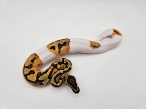 0.1 Orange Dream Piebald het Clown Königspython Python Regius Schlange