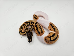 0.1 Orange Dream Piebald het Clown Königspython Python Regius Schlange