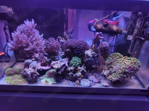 Nano Meerwasseraquarium 60liter