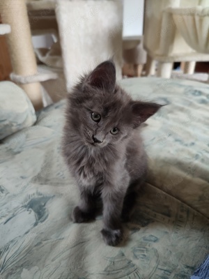 Reinrassiges Main Coon Kitten aus Hobbyzucht